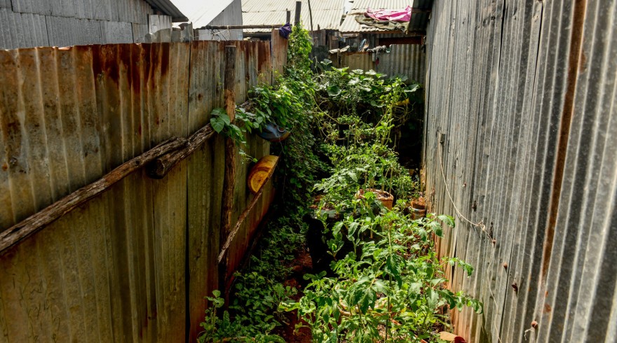  Fridah’s turned a tiny unused space into a source of nutrition and income for her family.