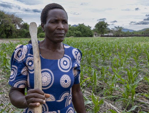 Nyarai in her maize farm looks into the distance off camera